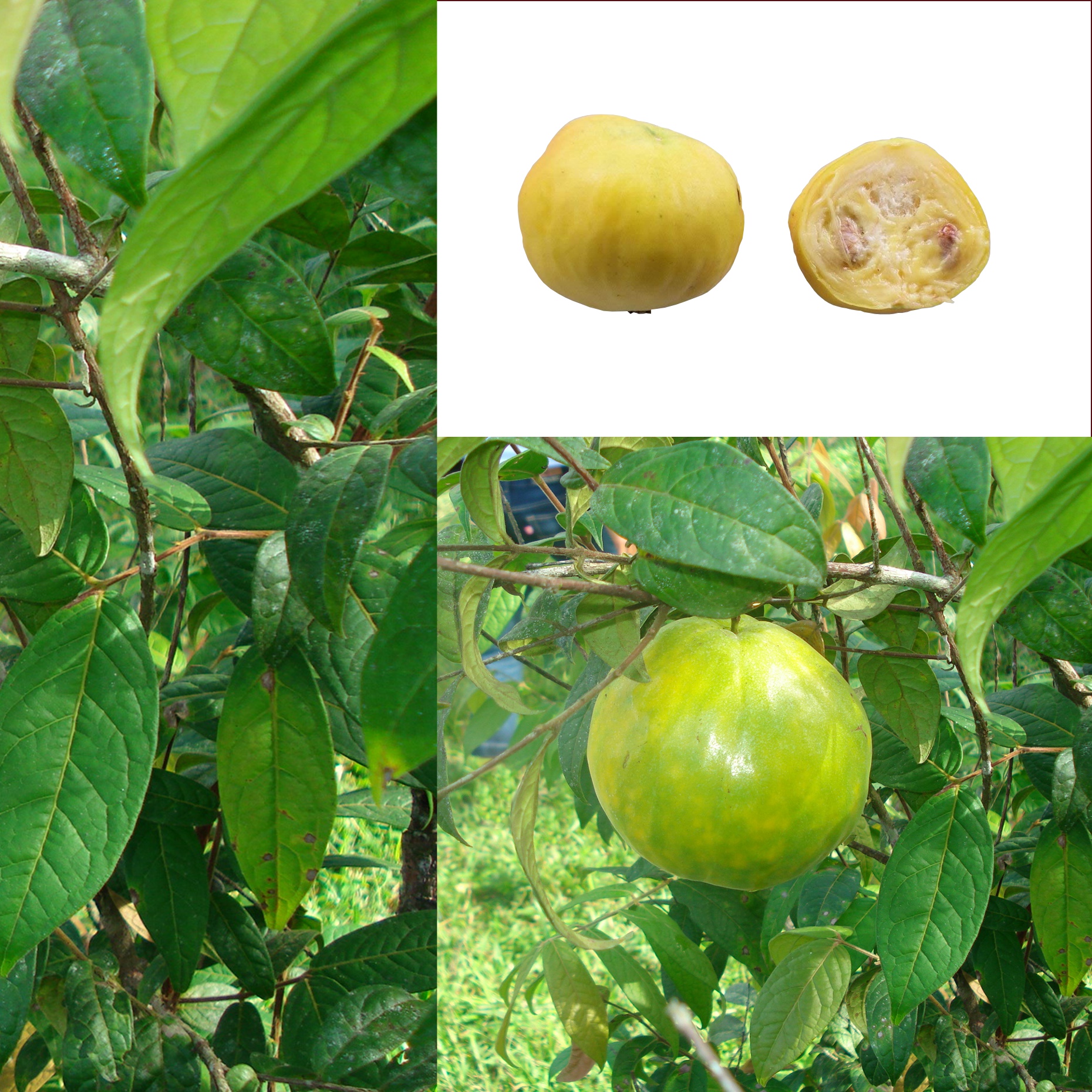 آرازا - معرفی درختان میوه